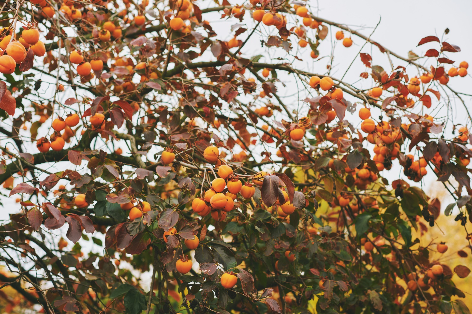 Nature background with ripened persimmon fruits growing on the tree