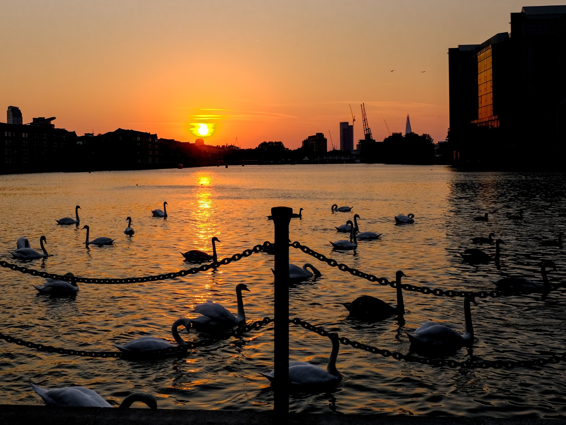 Swans at sunset