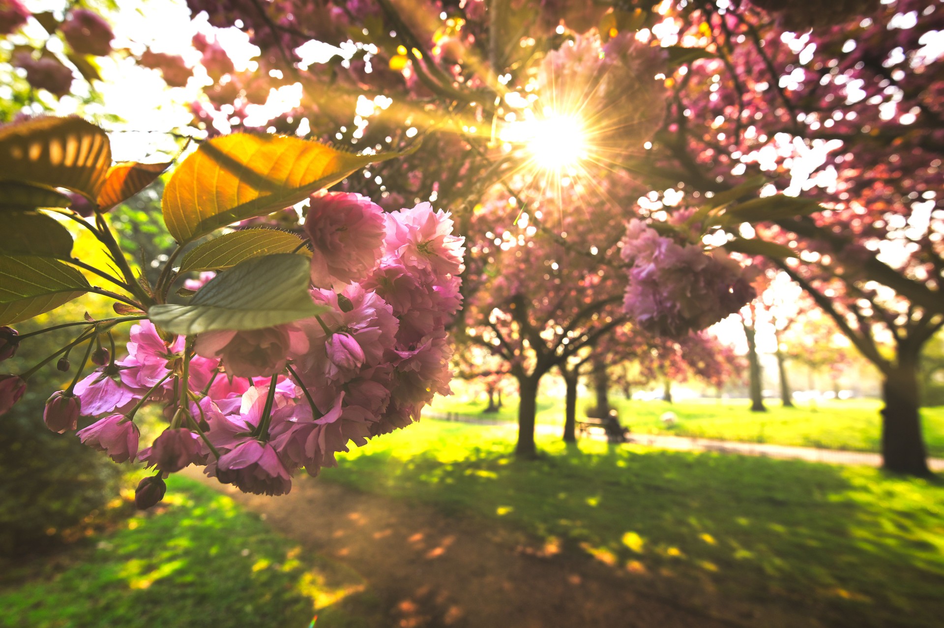 Blooms in Hyde Park in London, UK