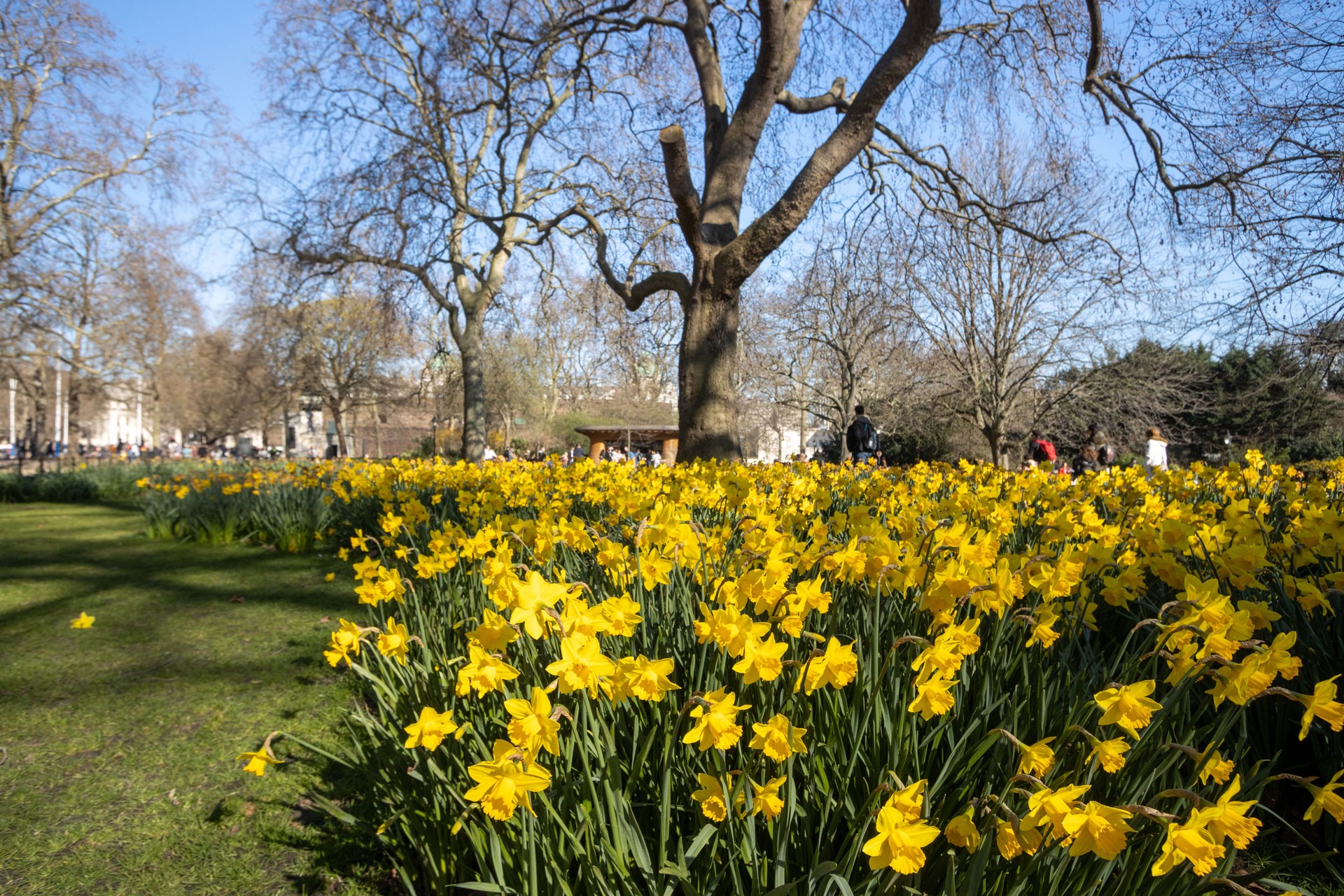 Daffodils in Springtime at St James's Park in City of Westminster, London