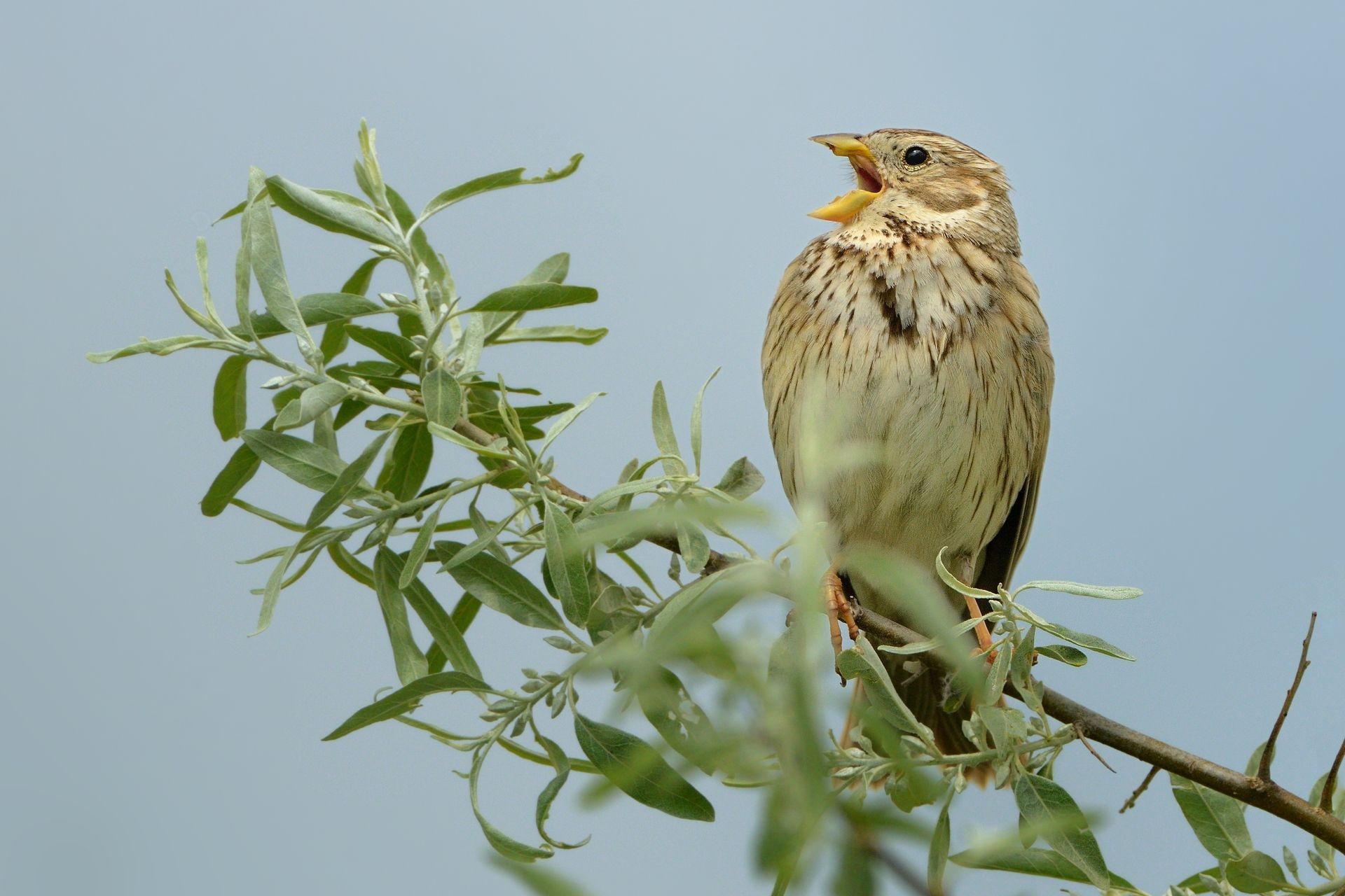 Corn Bunting - Emberiza calandra on the branch with white background, passerine bird in the bunting family Emberizidae, brown common bird singing on the meadow