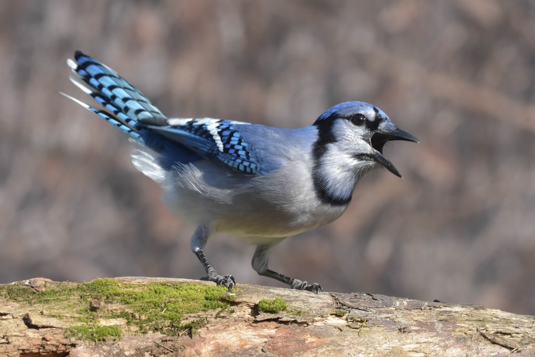 a blue jay is perched on a tree branch